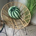 Poduszka liść Peperomia Watermelon Poduszkownia