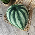 Poduszka liść Peperomia arbuzowa Watermelon Poduszkownia