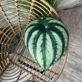 Poduszka liść Peperomia arbuzowa Watermelon Poduszkownia