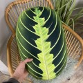 Poduszka liść Maranta Lemon Lime