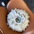 Mały jasny sukulent Echeveria Poduszkownia
