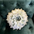 Mały jasny sukulent Echeveria Poduszkownia