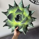 poduszka roślinna aloes Poduszkownia