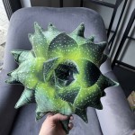 podusia Aloes mały sukulent