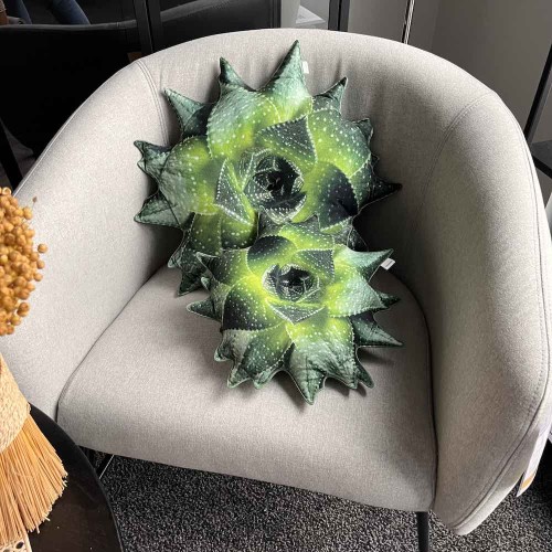 zestaw aloes sukulenty.jpg