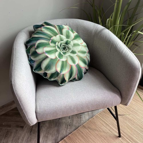 sukulent aeonium duzy.jpg