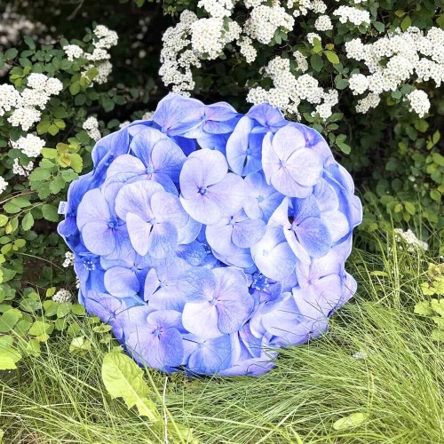 hortensja ogrodowa.jpg