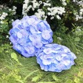 zestaw hortensje ogrodowe.jpg