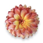 Poduszka jesienna kwiat Dalia