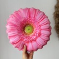 poduszka kwiat Gerbera mała