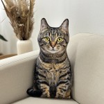 Poduszka Kot domowy pręgowany dachowiec tabby