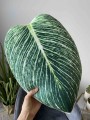 Poduszka Liść Philodendron Birkin Filodendron Poduszkownia